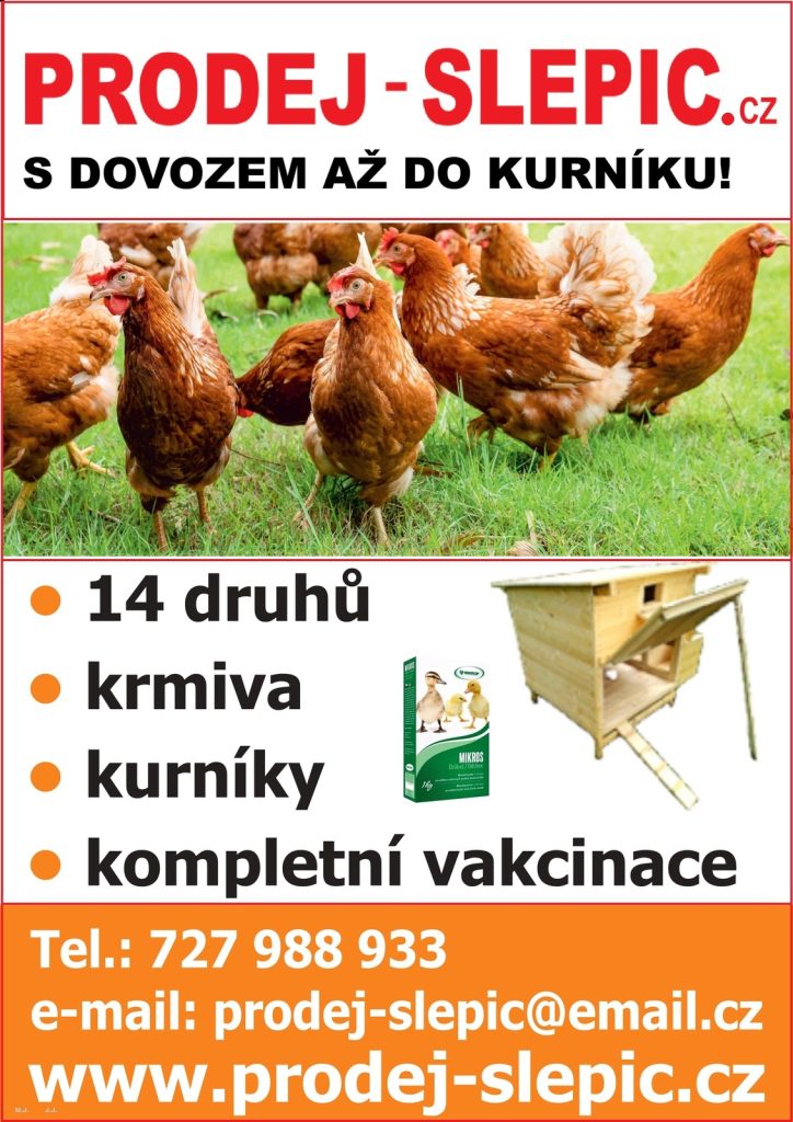 prodej slepic letak1